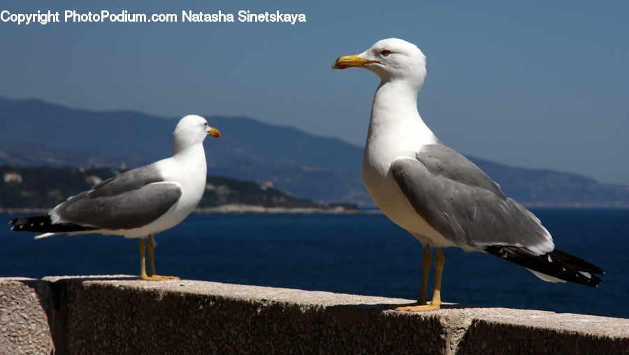 Bird, Seagull, Booby, Beak