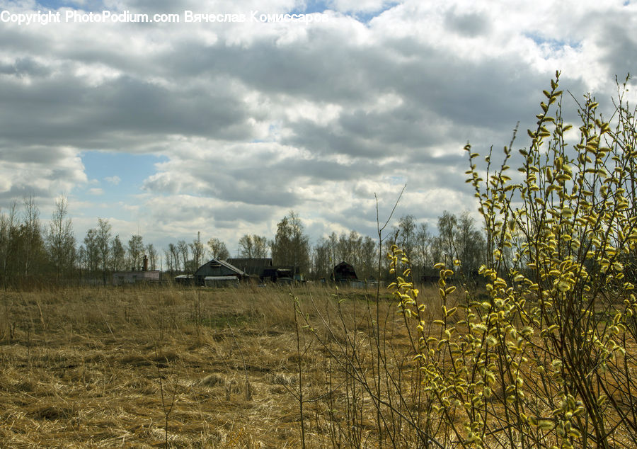 Field, Grass, Grassland, Land, Outdoors, Plant, Plateau