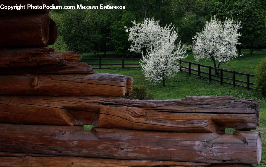 Bench, Blossom, Flora, Flower, Plant, Park, Tree