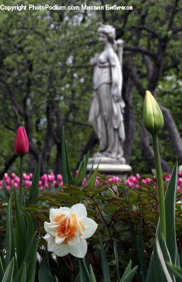 Blossom, Flora, Flower, Plant, Tulip, Art, Sculpture