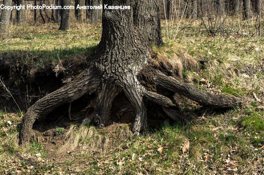 Plant, Tree, Oak, Wood, Forest, Vegetation, Conifer