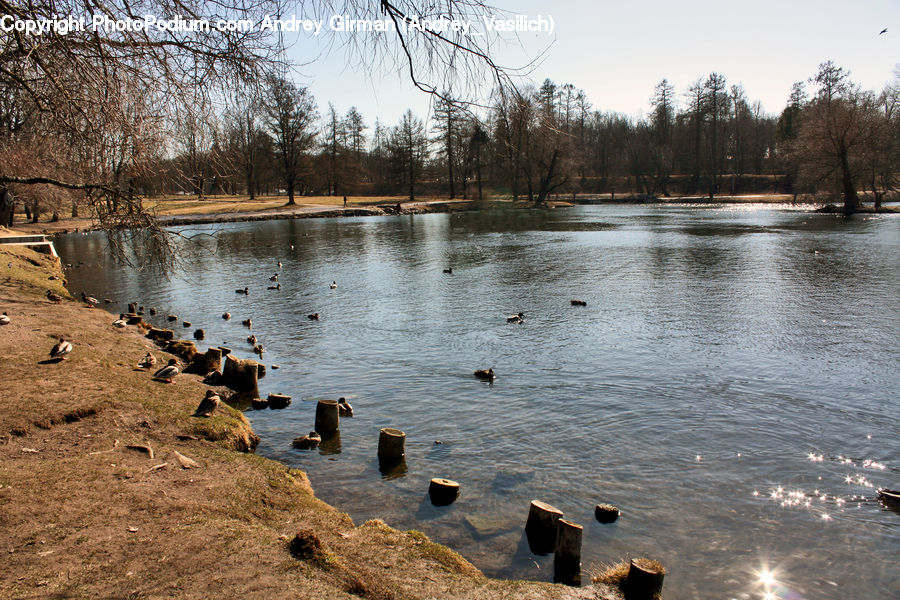 Outdoors, Pond, Water, Bird, Goose, Waterfowl, Bunker