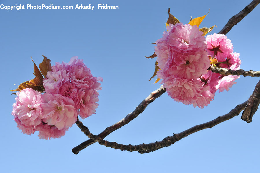 Blossom, Cherry Blossom, Flower, Flora, Plant, Carnation