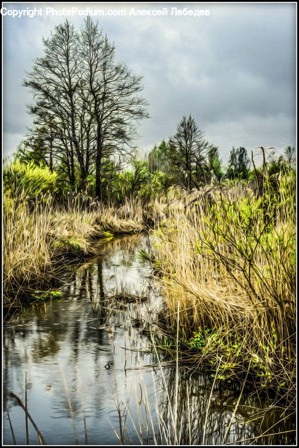 Land, Marsh, Outdoors, Swamp, Water, Grass, Plant