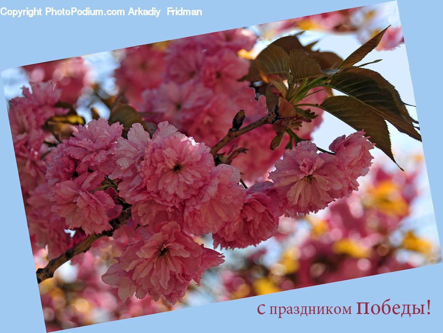 Blossom, Cherry Blossom, Flower, Flora, Plant, Veins, Geranium