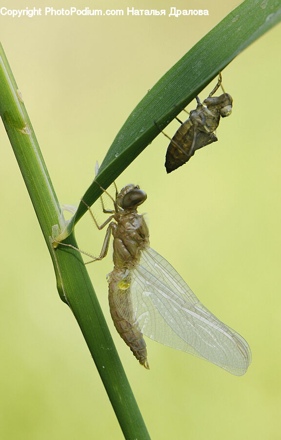 Anisoptera, Dragonfly, Insect, Invertebrate