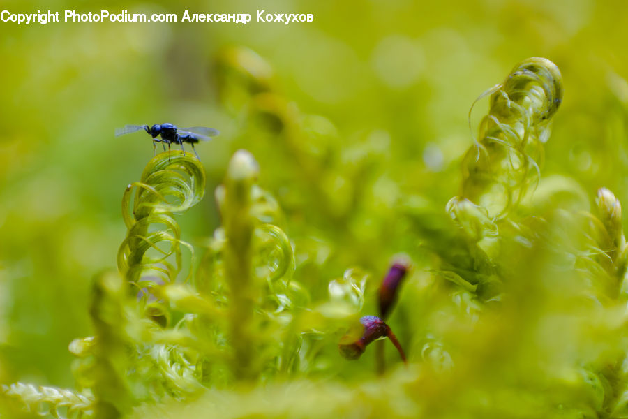 Moss, Plant, Dill, Blossom, Flora, Flower, Field