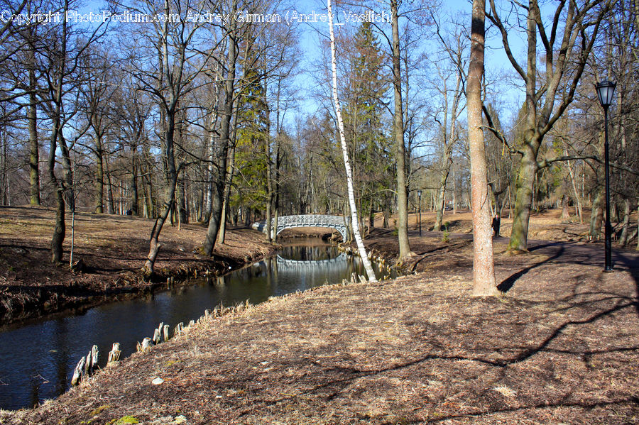 Outdoors, Pond, Water, Land, Marsh, Swamp, Birch