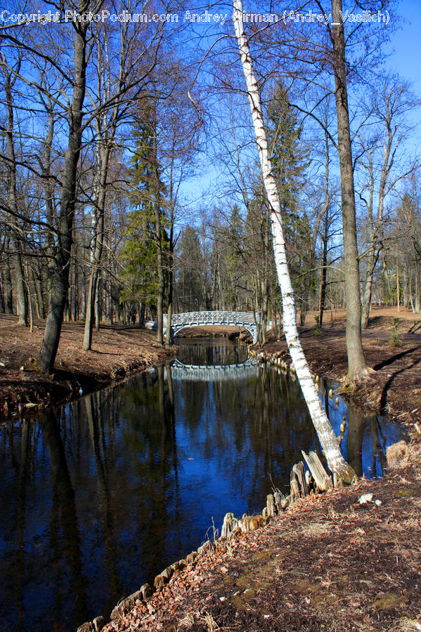 Birch, Tree, Wood, Outdoors, Pond, Water, Land