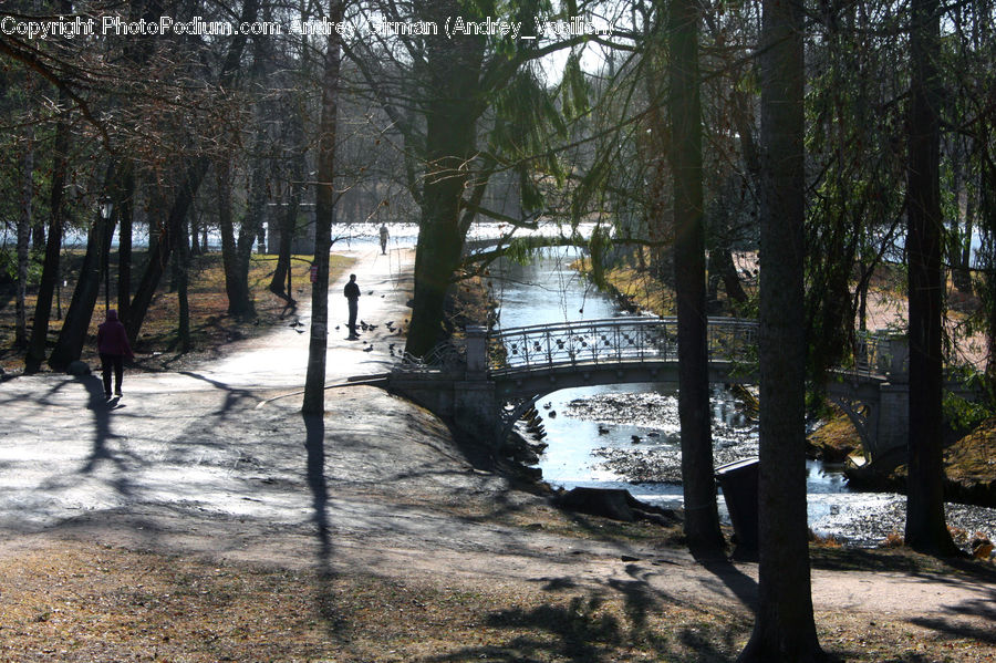 Park, Bridge, Water, Creek, Outdoors, River, Birch