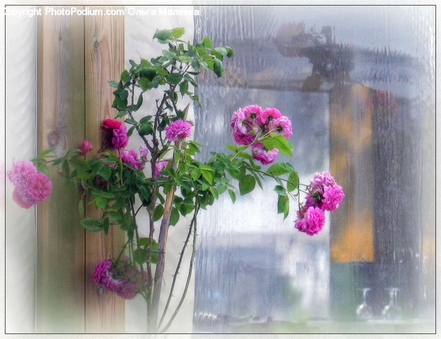Plant, Potted Plant, Flower, Flower Arrangement, Flower Bouquet, Blossom, Flora