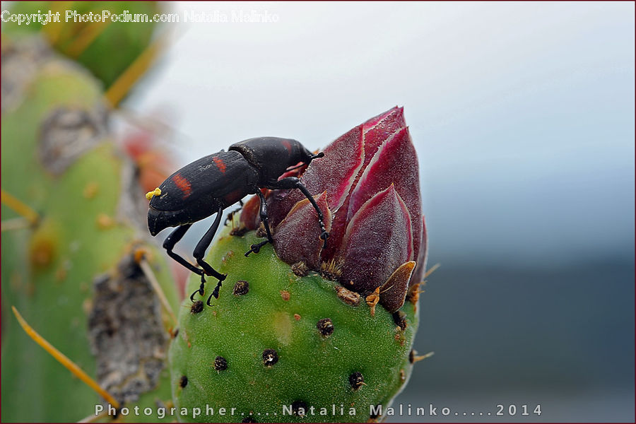 Insect, Invertebrate, Dung Beetle, Cockroach, Plant, Blossom, Flora