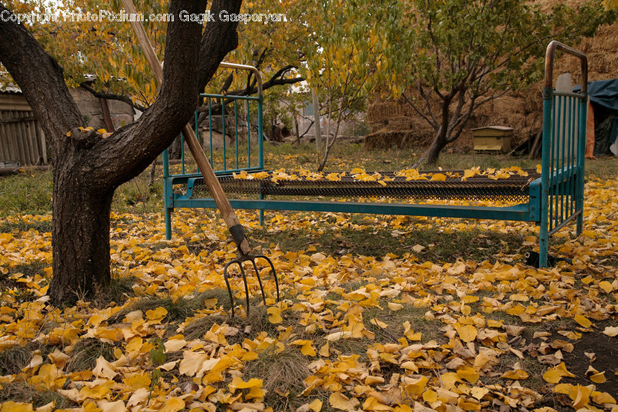 Bench, Chair, Furniture, Park Bench, Plant, Tree, Oak