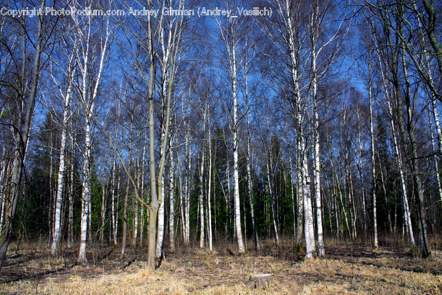 Birch, Tree, Wood, Forest, Grove, Land, Vegetation