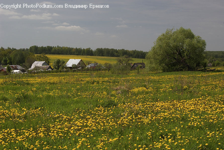 Field, Grass, Grassland, Land, Outdoors, Meadow, Pasture