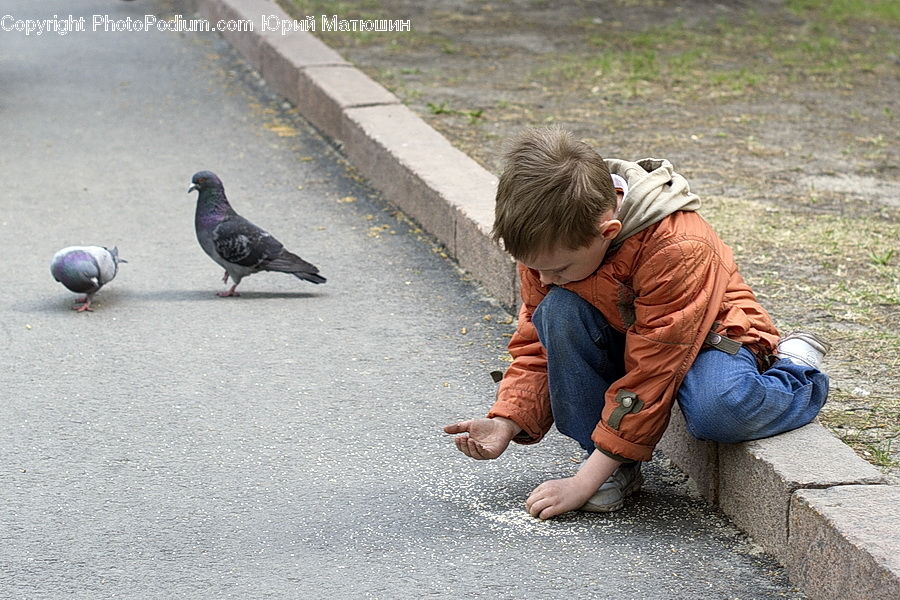 People, Person, Human, Bird, Pigeon, Dove, Crawling