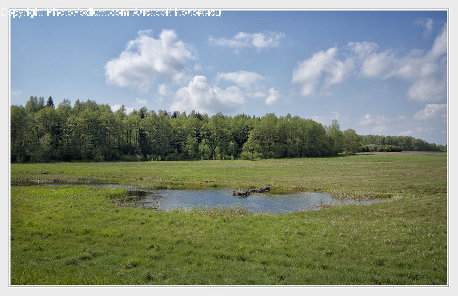 Field, Grass, Grassland, Land, Outdoors, Marsh, Pond