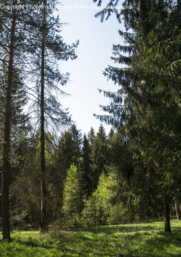 Conifer, Fir, Spruce, Wood, Plant, Tree, Forest