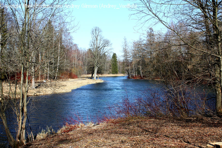 Outdoors, Pond, Water, Canal, River, Creek, Birch