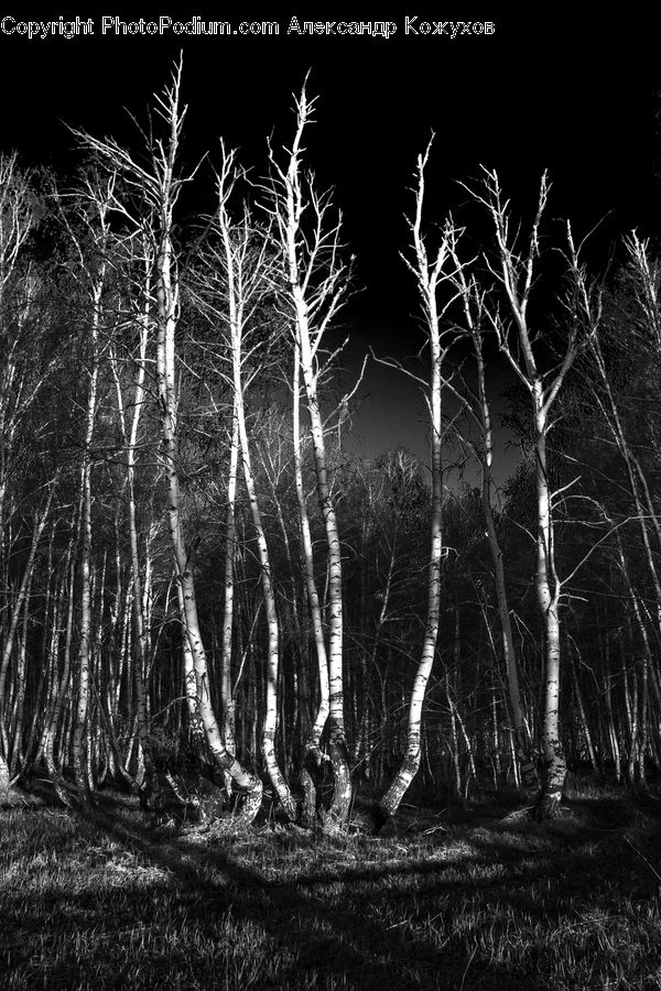 Birch, Tree, Wood, Night, Outdoors, Plant, Forest