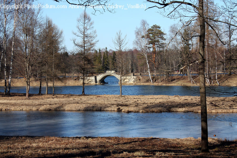 Birch, Tree, Wood, Gazebo, Plant, Forest, Vegetation