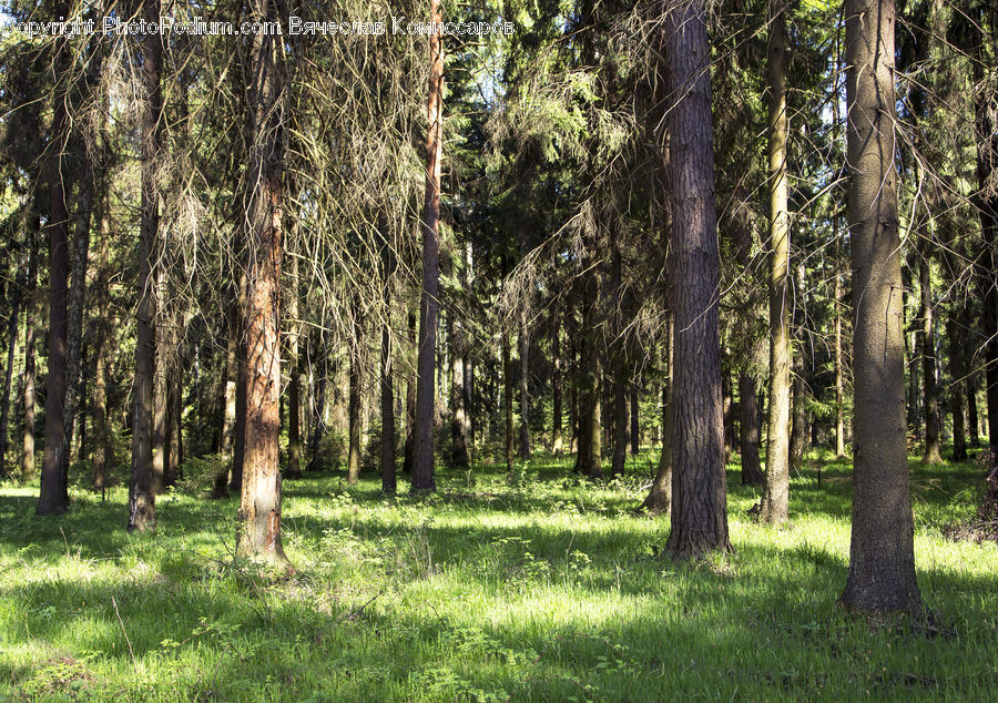 Forest, Vegetation, Grove, Land, Birch, Tree, Wood
