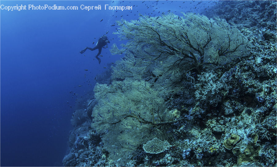 Coral Reef, Outdoors, Reef, Sea, Sea Life, Water