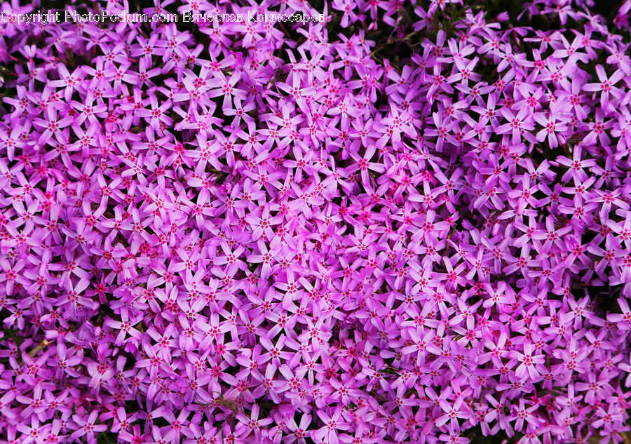 Allium, Blossom, Flora, Flower, Plant, Bush, Vegetation