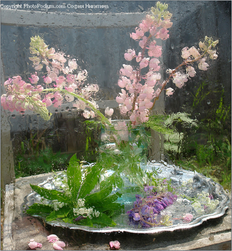 Blossom, Flora, Flower, Geranium, Plant, Lilac, Flower Arrangement