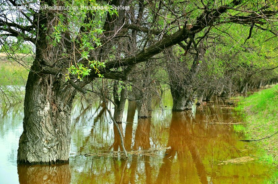 Land, Marsh, Outdoors, Swamp, Water, Birch, Tree