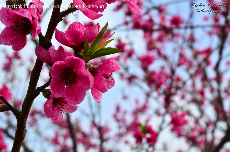 People, Person, Human, Blossom, Flora, Flower, Plant