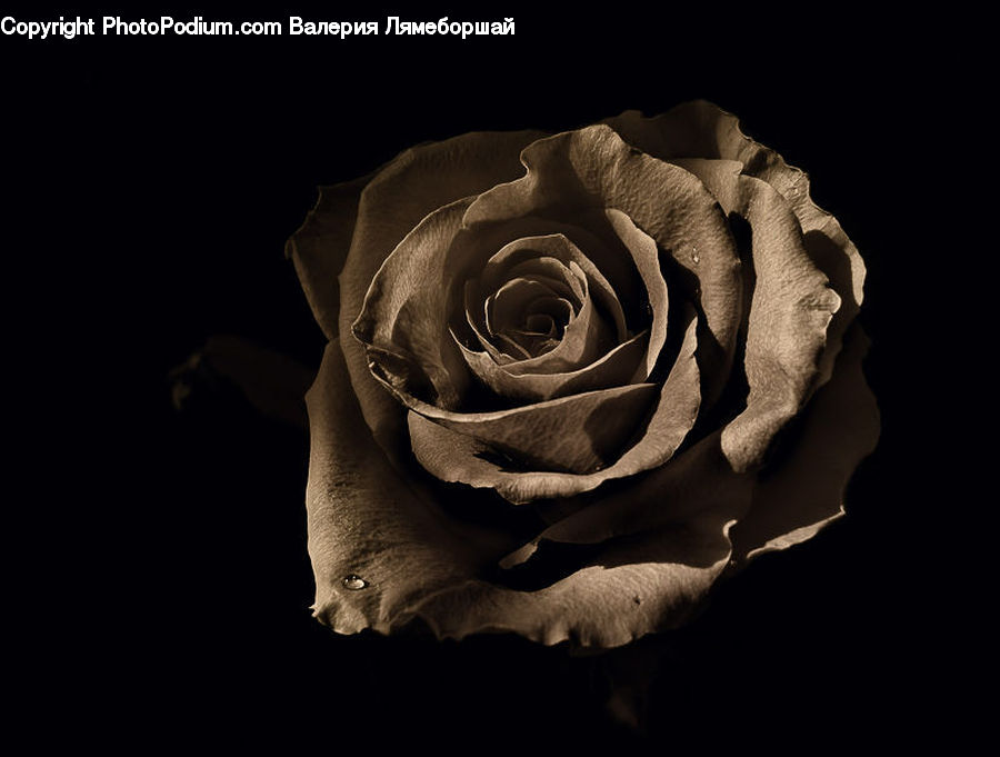 Blossom, Flower, Plant, Rose, Flower Arrangement, Flower Bouquet, Carnation