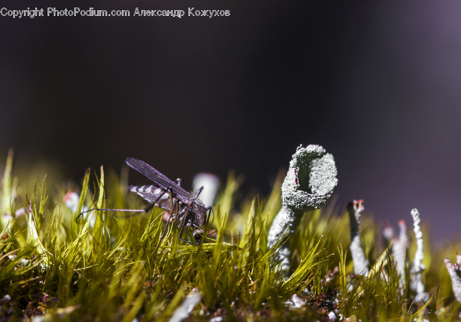 Moss, Plant, Field, Grass, Grassland, Frost, Ice