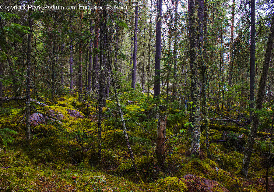 Forest, Vegetation, Jungle, Rainforest, Grove, Land, Birch