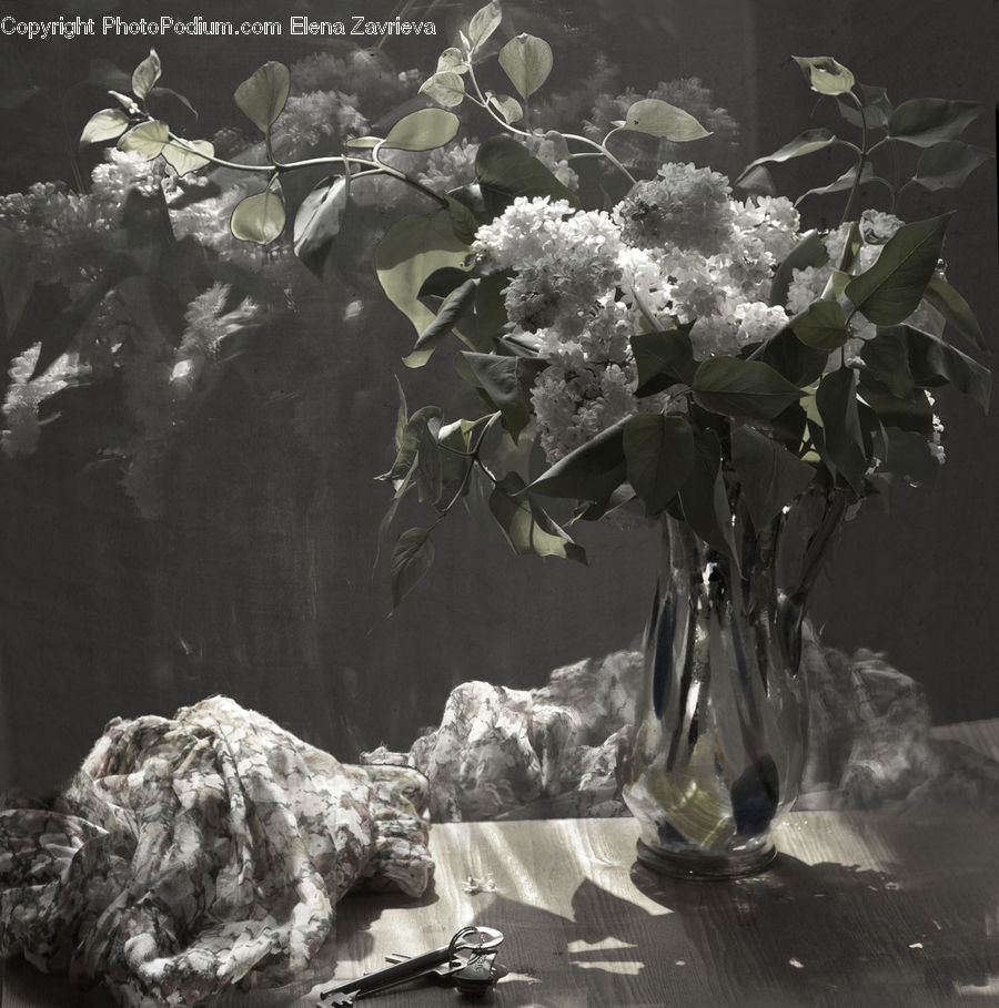 Aquarium, Aquatic, Sea Life, Water, Plant, Potted Plant, Blossom