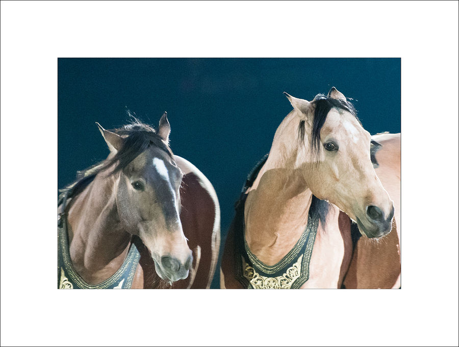 Animal, Colt Horse, Foal, Horse, Mammal, Head, Portrait