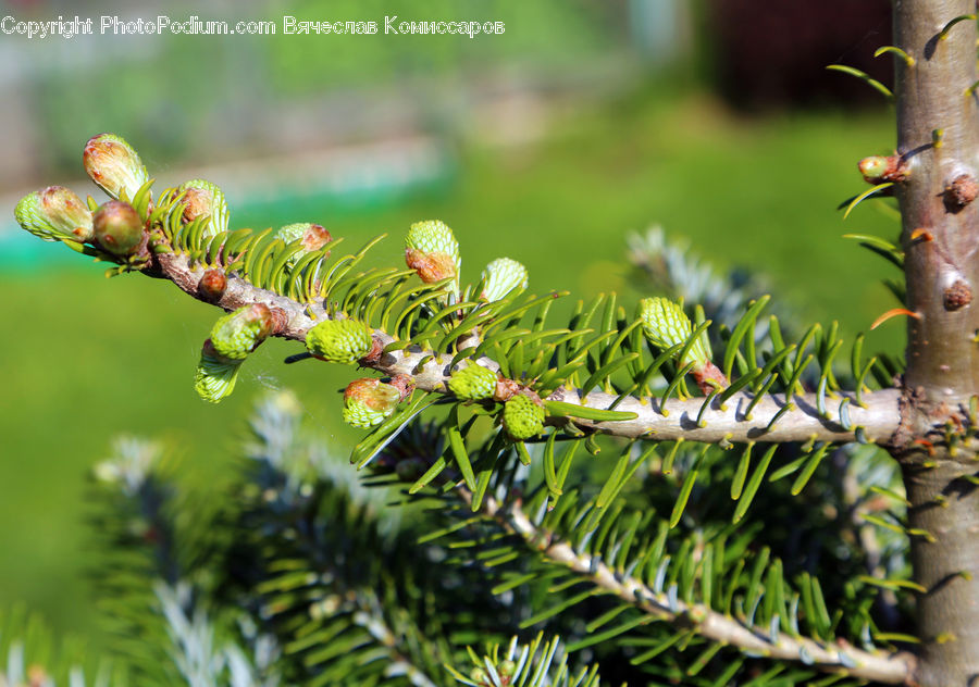 Conifer, Fir, Plant, Tree, Larch, Wood, Bird
