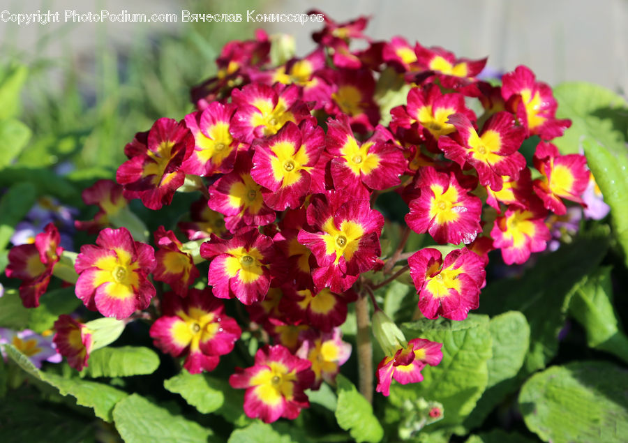 Flora, Flower, Hibiscus, Plant, Poppy, Blossom, Geranium