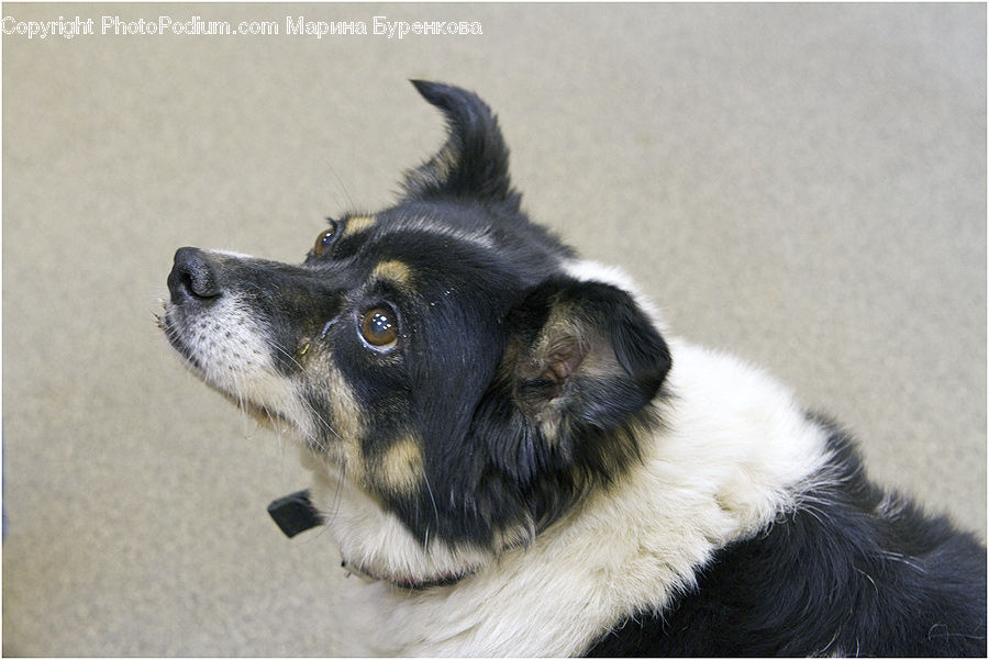 Animal, Canine, Dog, German Shepherd, Mammal, Pet, Collie