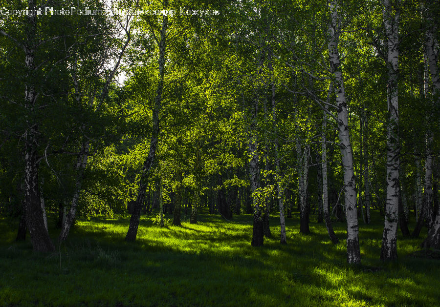 Birch, Tree, Wood, Forest, Vegetation, Grove, Land