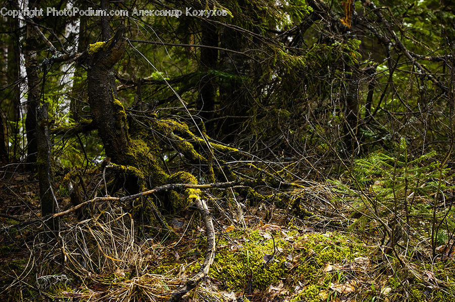 Forest, Jungle, Vegetation, Rainforest, Bush, Plant, Field