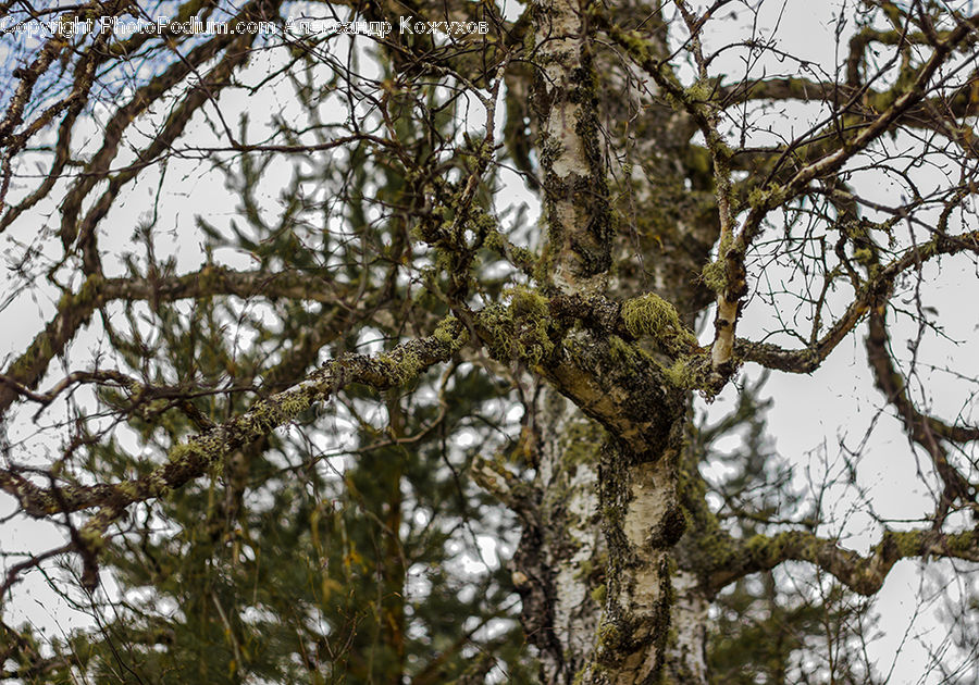 Conifer, Fir, Plant, Tree, Oak, Wood, Sycamore