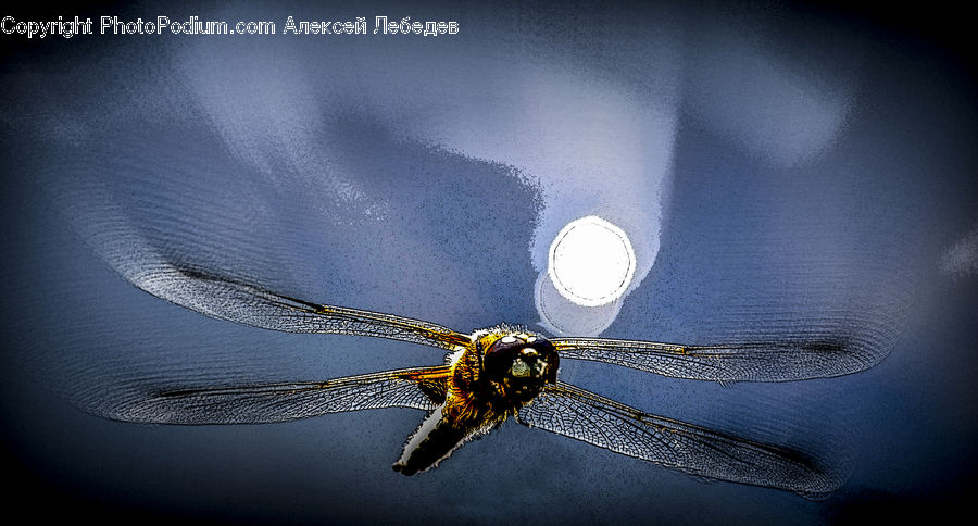 Anisoptera, Dragonfly, Insect, Invertebrate, Powder