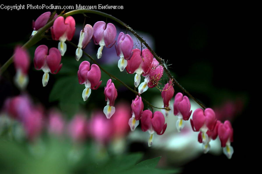 Blossom, Flora, Flower, Plant, Lupin, Geranium, Lilac