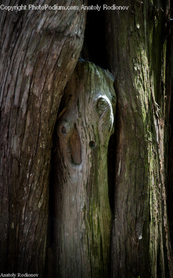 Wood, Tree Trunk, Cave, Forest, Vegetation