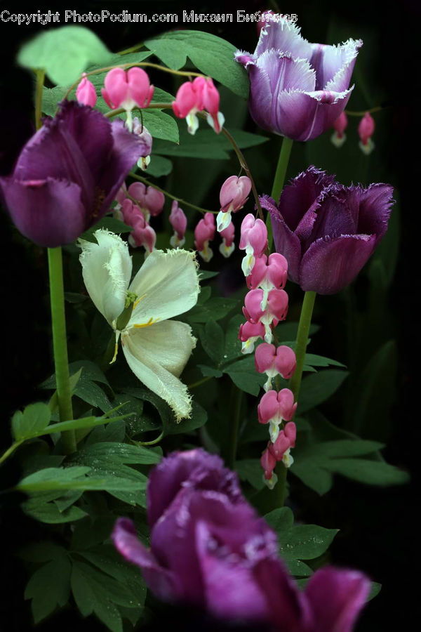 Blossom, Flora, Flower, Plant, Tulip, Foxglove, Geranium