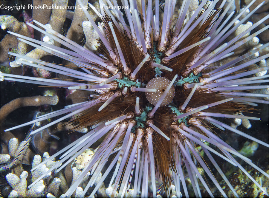 Sea Life, Urchin