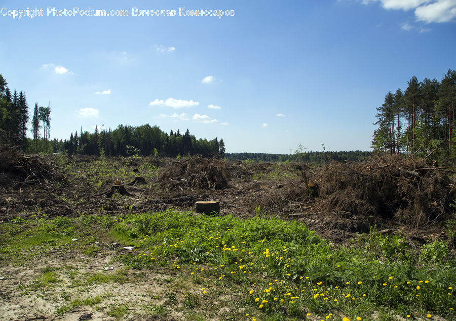 Outdoors, Wilderness, Field, Grass, Grassland, Land, Plant