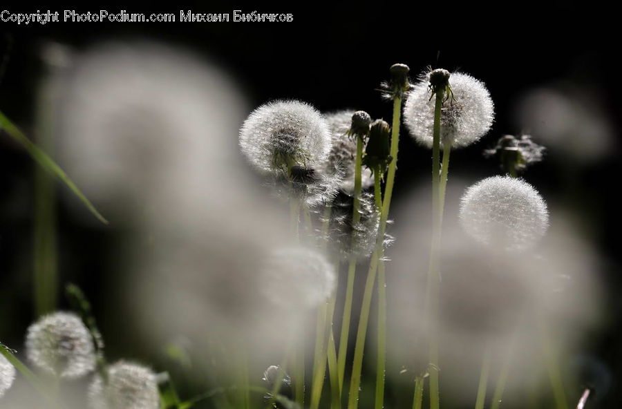 Plant, Weed, Dandelion, Flower, Frost, Ice, Outdoors