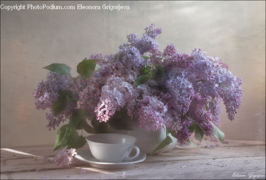 Blossom, Flower, Lilac, Plant, Potted Plant, Flora, Flower Arrangement